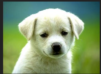 Puppy & "